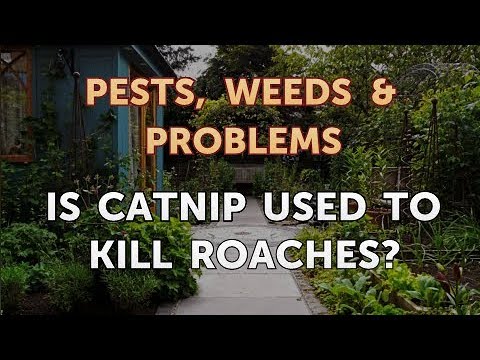 Is Catnip Used to Kill Roaches?