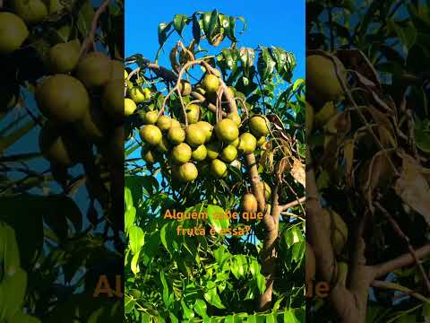 Alguém conhece essa FRUTA? #frutas #fruta #anapolisgoias #natureza #natural