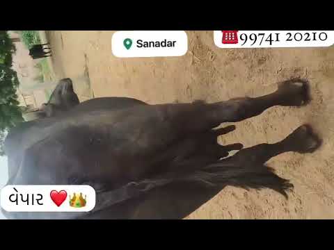 Vepar ❤️‍🩹👑