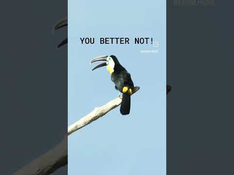 New version of tony and Ezekiel 😁