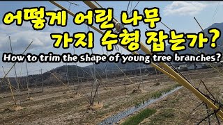 어린 과수나무 이렇게 재배하세요  How to trim the shape of young tree branc…