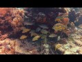 Florida Keys Scuba Diving - GoPro Hero2 - Full HD