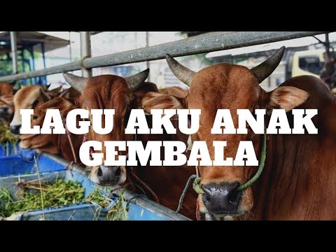 LAGU AKU ANAK GEMBALA | SAPI TERNAK