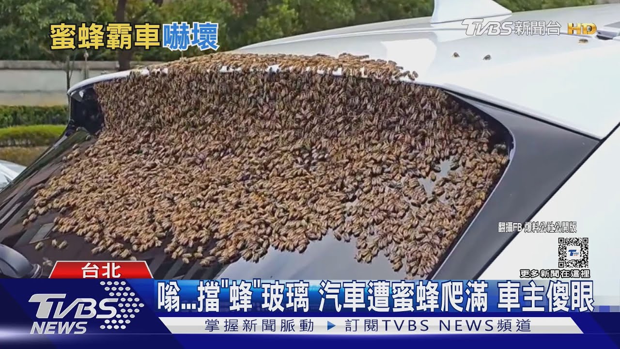 嗡...擋「蜂」玻璃　汽車遭蜜蜂爬滿車主傻眼