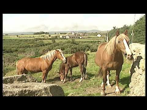 Barnbrack - The Mountains of Mourne (Music Video)