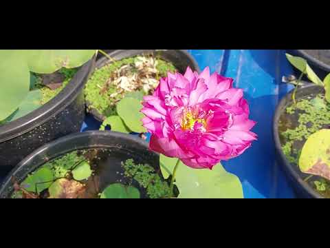 My Water Garden Update -25.10.25