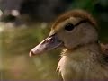 Nickelodeon 1998 Bumper Nick Jr Ducks