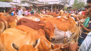 ##😎7.5.25 কালবৈশাখী ঝড়ের বেগে বলদ গরু আমদানি পাঁচবিবি পৌর গরু মহিষে হাঁট ০১৯৪৪৭৪৮২০৫..... @
