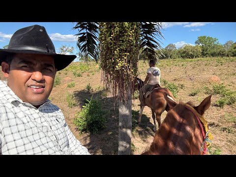 FAZENDA EM SANTA TEREZINHA (94)991840044