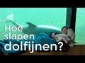 Hoe slapen dolfijnen? | Het Klokhuis