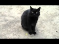 Белая кошка, черный кот 