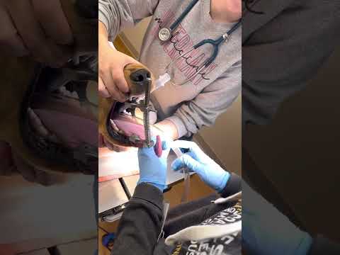 Penn foster externship 1 skill 13: orogastric intubation