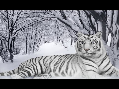 Делаем снежные фигуры Тигр Символ года Тигр из снега