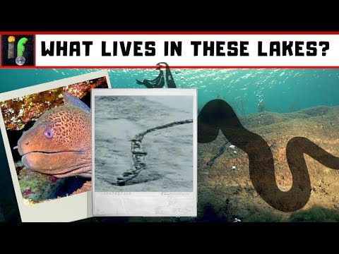 Mystery Lake Monster Lagarfljót worm. finally an answer?