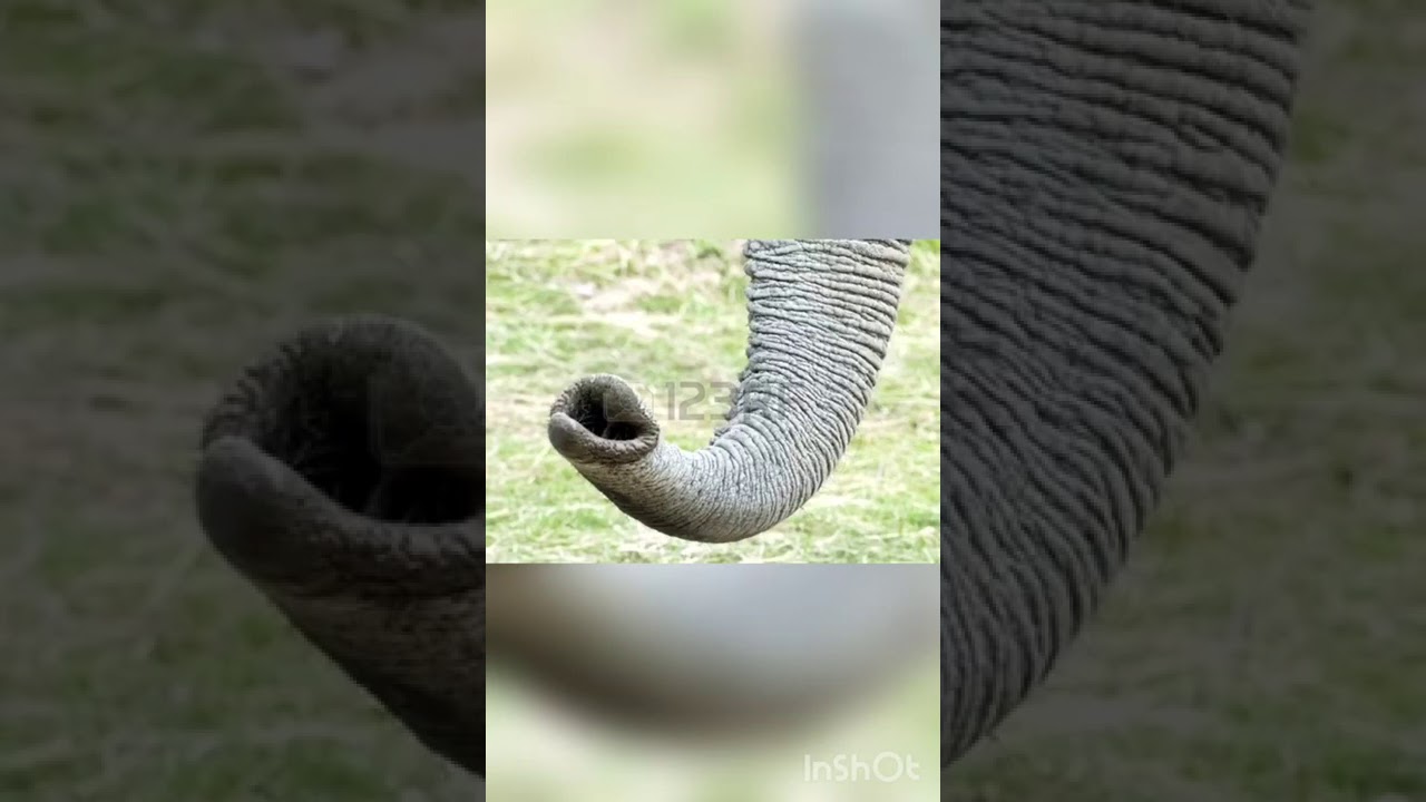 Poesìa un elefante