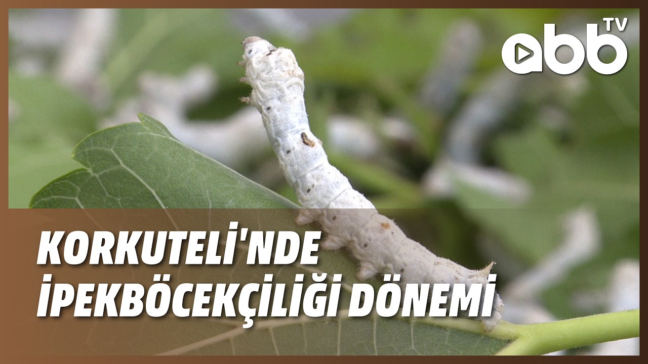 KORKUTELİ'NDE İPEK BÖCEKÇİLİĞİ DÖNEMİ