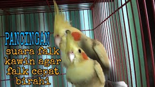 Download lagu SUARA PANCINGAN FALK AUSTRALI | PARKIT AUSTRALI AGAR CEPAT BIRAHI mp3