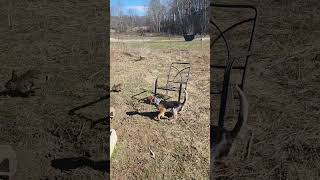 Starting pen for rabbit hounds #hunting #howtotrackarabbit #puppy