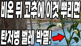 비온뒤 고추에 이것만 하면 탄저병 벌레 싹 다 박멸! 병없는 고추 주렁주렁 달리고! 탄저병 진딧물 걱정 싹 …