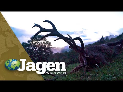 Auf reife und abnorme Hirsche in Rumänien - Serientrailer