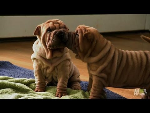 16 Extremely Cute Animal Videos
