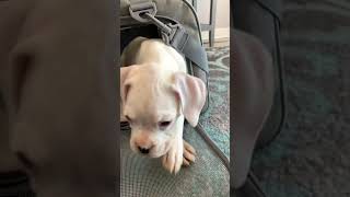 First Time at Forever Home: 7 Week Old White Boxer Puppy Steps Out #puppylife #shorts #boxers #pets