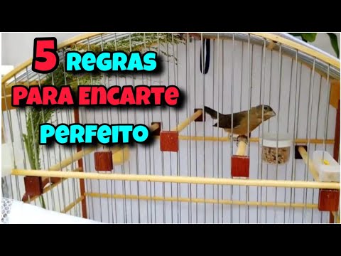 5 REGRAS PARA VOCÊ CONSEGUIR ENCARTAR SEU COLEIRO PARA TUI TUI ZEL ZEL 