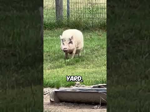 Never Late When Food’s on the Line