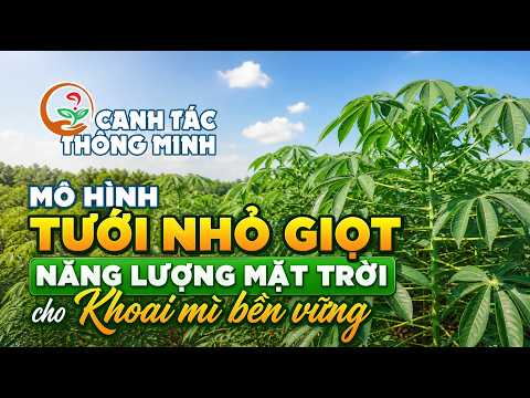 Canh Tác Thông Minh | Mô Hình Tưới Nhỏ Giọt Năng Lượng Mặt Trời Cho Khoai Mì Bền Vững ☀️