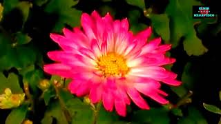 ROBERTO CARLOS   ALELUYA magníficas imágenes en el video 2013   HD