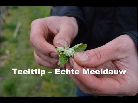 , title : 'Teelttip - Echte Meeldauw'