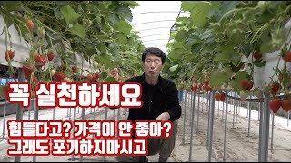 딸기 재배 당도? 생육? 다 안 좋아? 그래도 방법이 있습니다!! 꼭 실천하세요!!