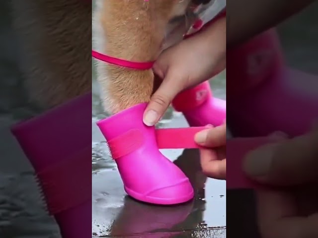 Vídeo relacionado con Genérico Zapatos Luminosos Gato, LED para Cachorros, Perros pequeños, Botas Antideslizantes Ajustables para Mascotas, Botas Luminosas para Paseos al Aire Libre, Zapatos de