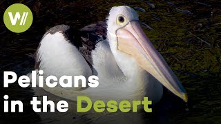 Why Australia's Pelicans Migrate to the Desert: The Impossible Nesting Grounds (Documentary, 2021)