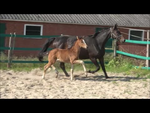 *2019 Stute von Zoom - Danone I SOLD!!!