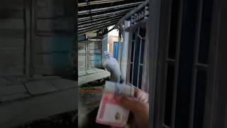 Download lagu LIAT POCONG AUTO NAGIH🤣 #trending #shorts #creepy #hororkomedi #pocong #lucu #ngakak mp3