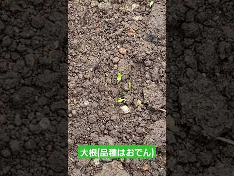 苗にはどんな土を使えばいいのでしょうか？種子の発芽を保証する混合物はこちらです。  庭園