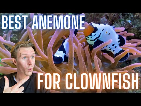 Guide to Getting THE Best Anemone For Clownfish in Your Saltwater Fish Tank