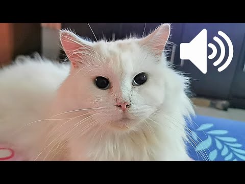 1 Hour | ASMR -  Female Cat In Heat Meowing Mate Calling - PRANK YOUR PETS