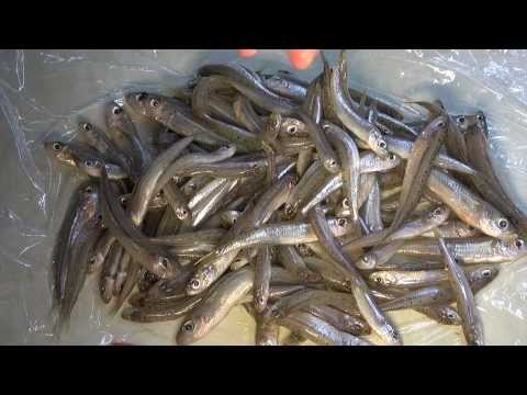 😋 ♡ Fishes little tiny deep-fried - Girice - Gavuni - Whitebait - Chanquetes - recipe "HD"