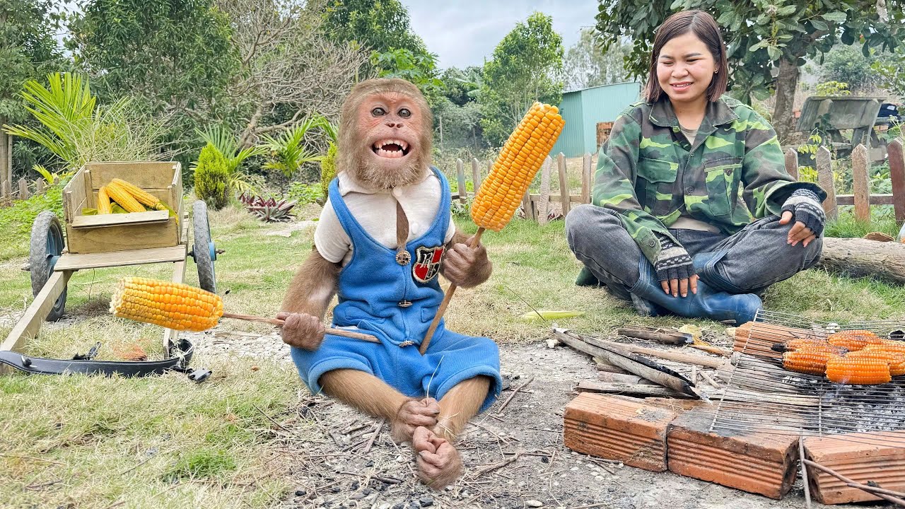 Super Smart! CUTIS busy corn harvest in 24 hours prepare surprise for Mom