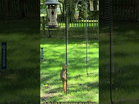 কাঠবিড়ালির হাত থেকে পাখির খাবার বাচানোর সেরা উপায়। Smart Bird Feeder