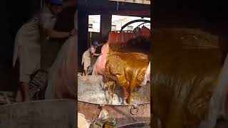 Download lagu tai manusia, enak nya diolah jadi apa? #shorts #tai #kotoran mp3 Download lagu tai manusia, enak nya diolah jadi apa? #shorts #tai #kotoran mp3