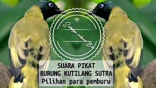 Download lagu SUARA KUTILANG SUTRA. Inspirasi mp3