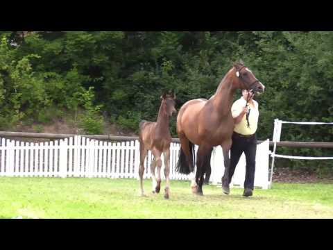 Franziskus, HF *25.05.2017 von For Dance - Stalypso - Escudo I