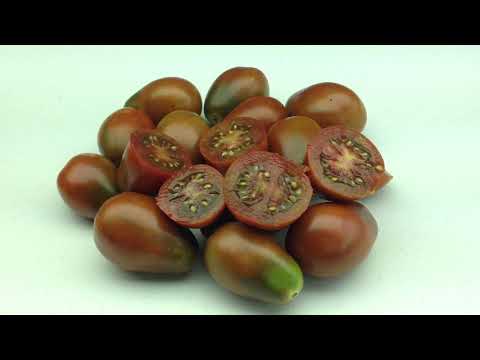 download lagu mp3 mp4 Black Dragon Tomato, download lagu Black Dragon Tomato gratis, unduh video klip Black Dragon Tomato