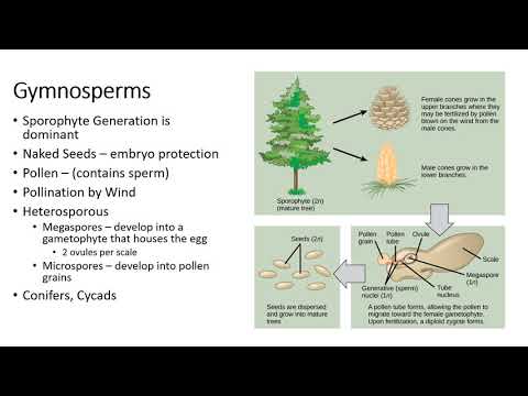 Plants Biology 1408 (OpenStax Concepts of Biology Ch. 14) - Part 2