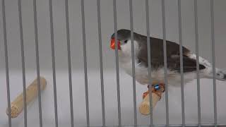 Vogeltentoonstelling  in Erp