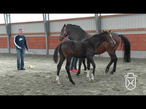 A328 Stutfohlen von Casall - Cassini I - Cantus