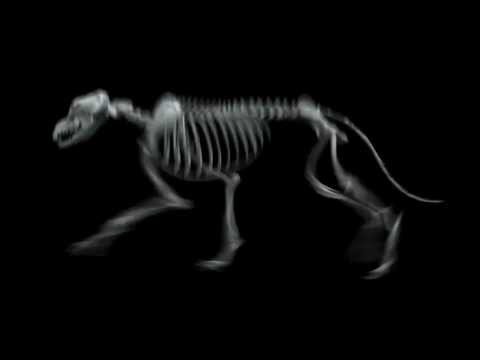 Dog Trot Cycle - Canine Skeleton Video